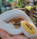 Magazoo Male Pied Pastel Orange Dream het hypo Ball Python