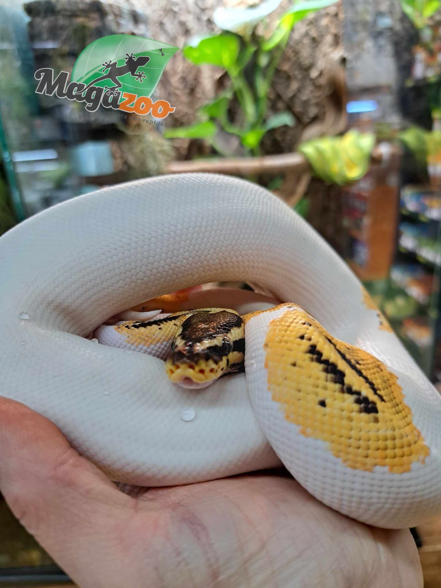 Magazoo Python Royal Pied Pastel Orange Dream het hypo Mâle