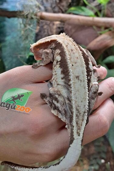 Magazoo White Out Extreme Harlequin Adult Female Crested Gecko