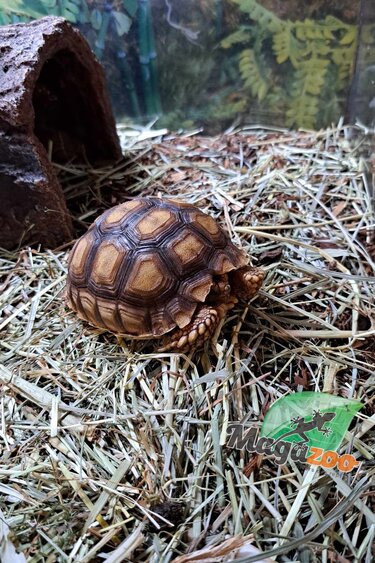 Magazoo African Spurred Tortoise (Sulcata) Baby Born in captivity 1 year old