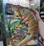 Magazoo Blue tongue skink (Tanimbar) 1.5 years old