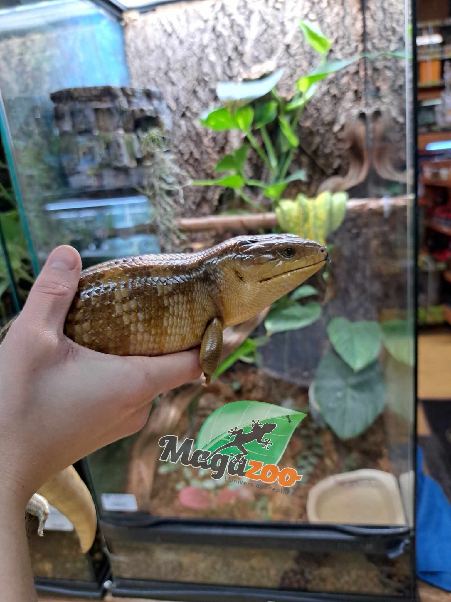 Magazoo Blue tongue skink (Tanimbar) 1.5 years old