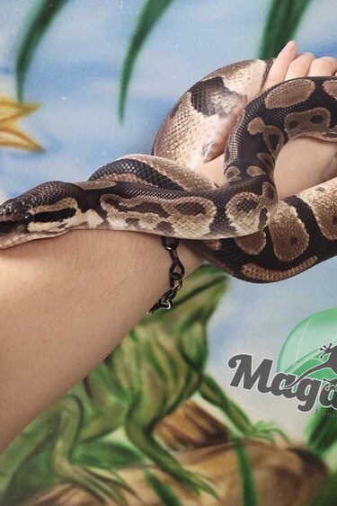 Magazoo Ball python Adult male #2 / 2nd chance adoption