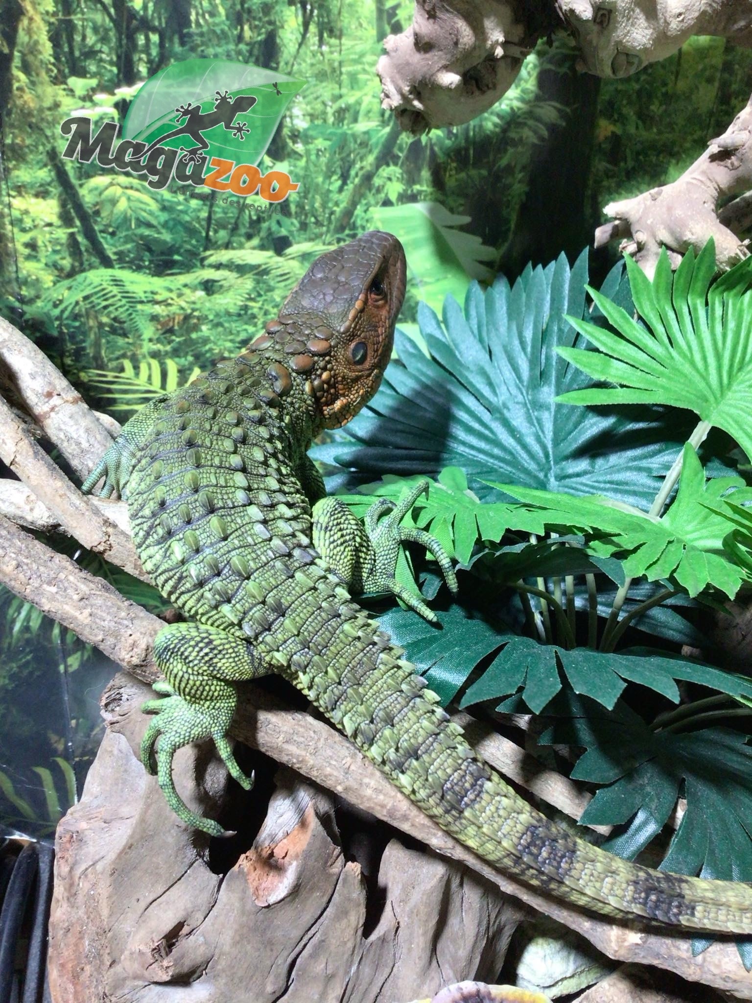 Magazoo Caiman lizard