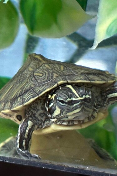 Magazoo Baby Yellow-bellied slider Turtle (Trachemys scripta scripta)