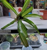 Magazoo Bromelia Plant