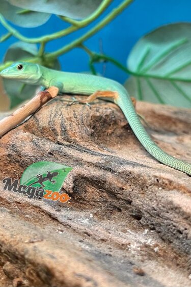 Magazoo Baby Green keel-bellied lizard (Gastropholis prasina) 10-2023