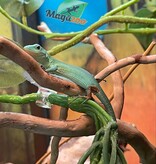 Magazoo Lézard vert arboricole (Gastropholis prasina) Bébé Femelle 12-2023
