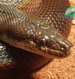 Magazoo Python d'eau Australien Mâle 8 ans