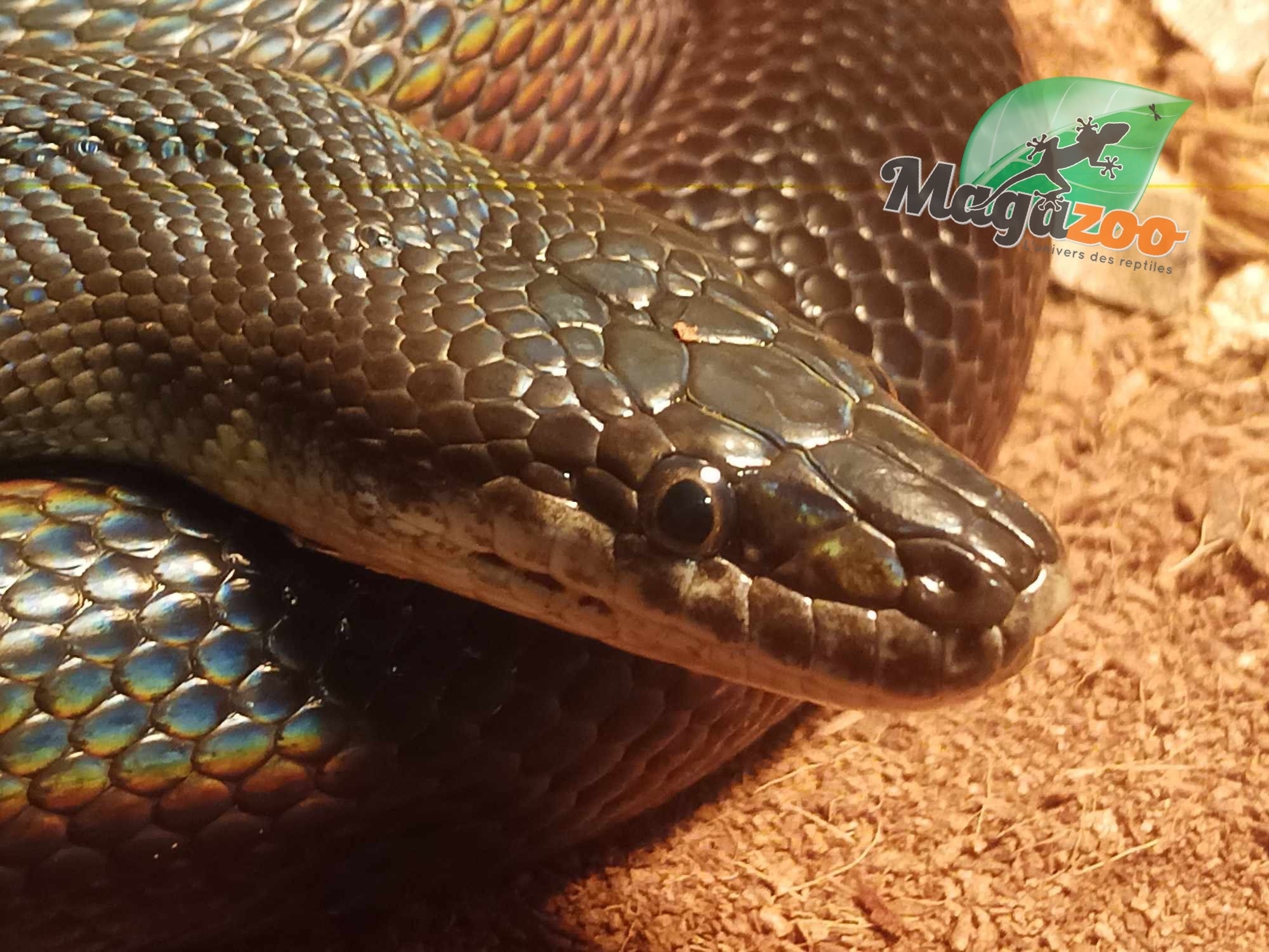 Magazoo Male Australian water python 8 years old