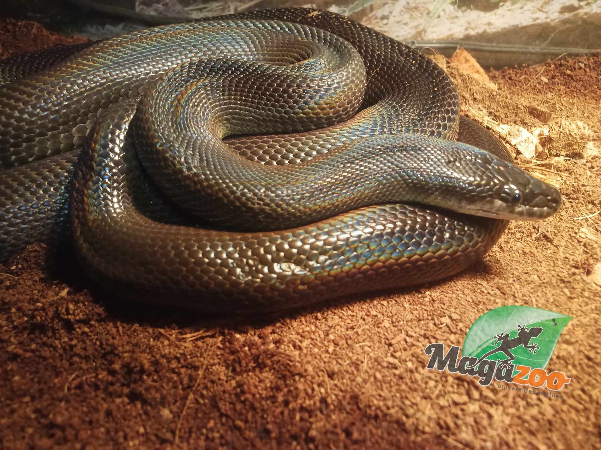 Magazoo Python d'eau Australien Mâle 8 ans