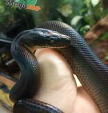 Magazoo Australian water python female born in captivity on December 12, 2021