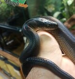 Magazoo Australian water python female born in captivity on December 12, 2021