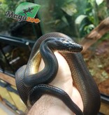 Magazoo Python d'eau Australien Femelle  né en captivité 12 décembre 2021