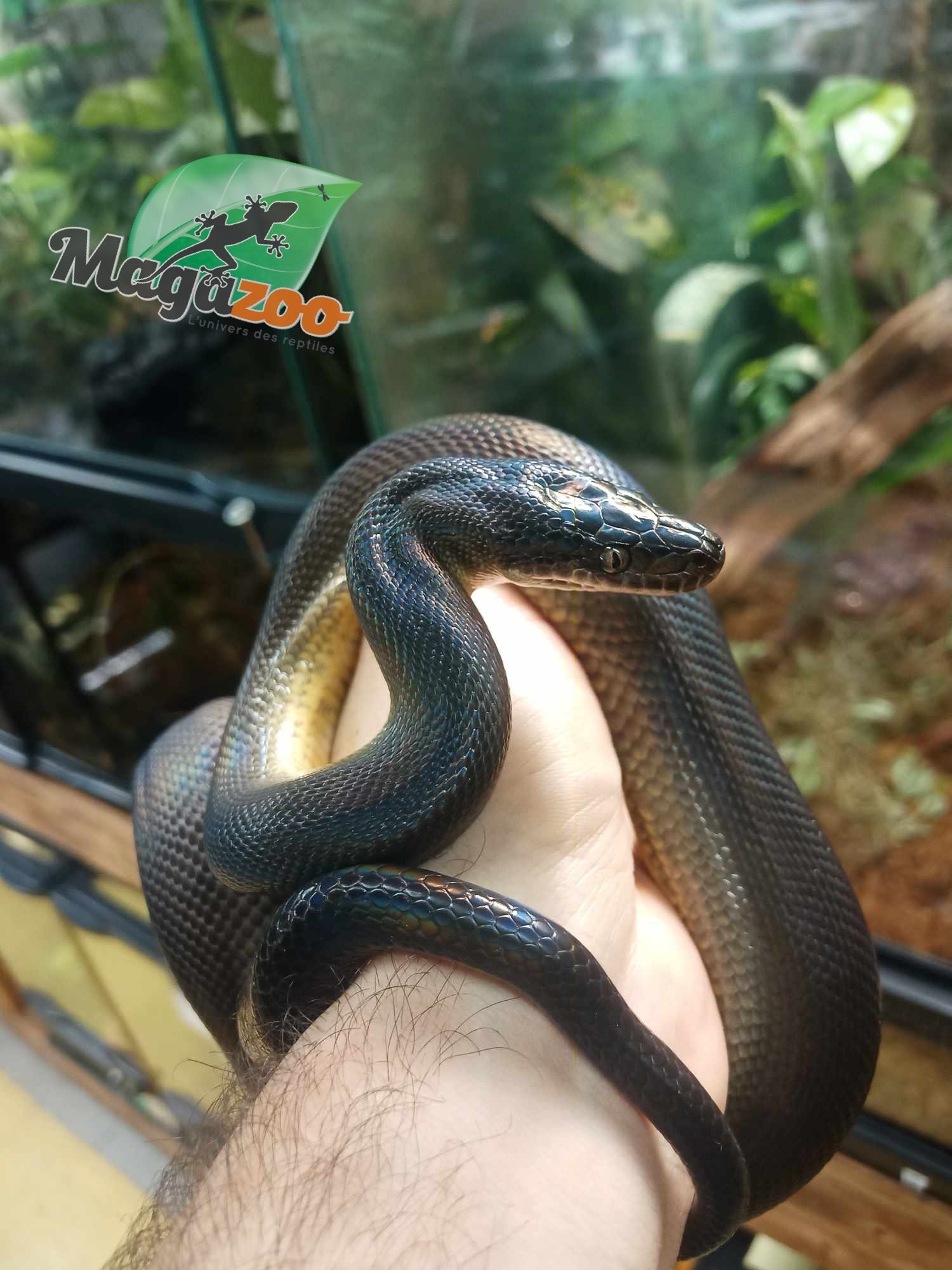 Magazoo Australian water python female born in captivity on December 12, 2021