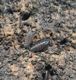 La Swamp Cloporte - Isopods ISO-DW-PUR-20 Trichoniscus Sp. Dwarf Purple 20+