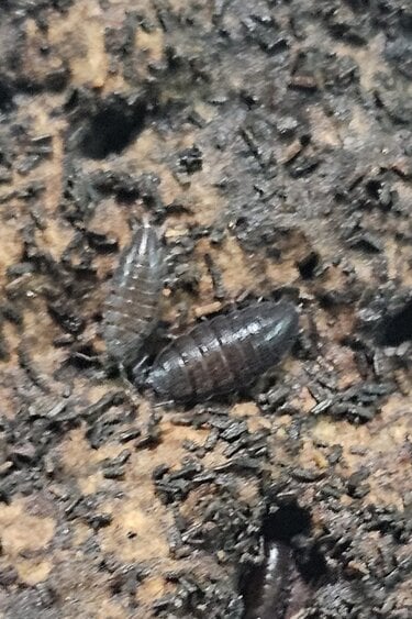 La Swamp Cloporte - Isopods ISO-DW-PUR-20 Trichoniscus Sp. Dwarf Purple 20+