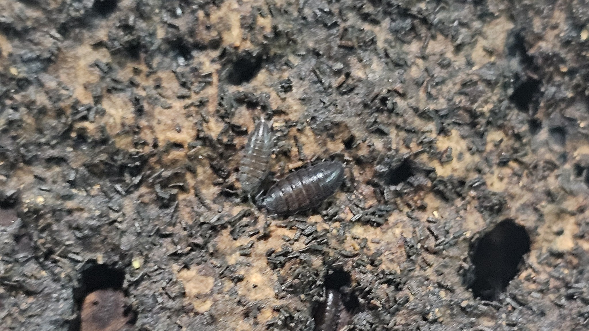 La Swamp Cloporte - Isopods ISO-DW-PUR-20 Trichoniscus Sp. Dwarf Purple 20+