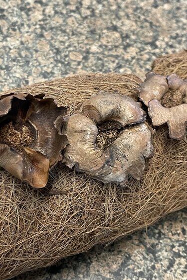 La Swamp LA SWAMP 4210 Pétales de coconuts 5