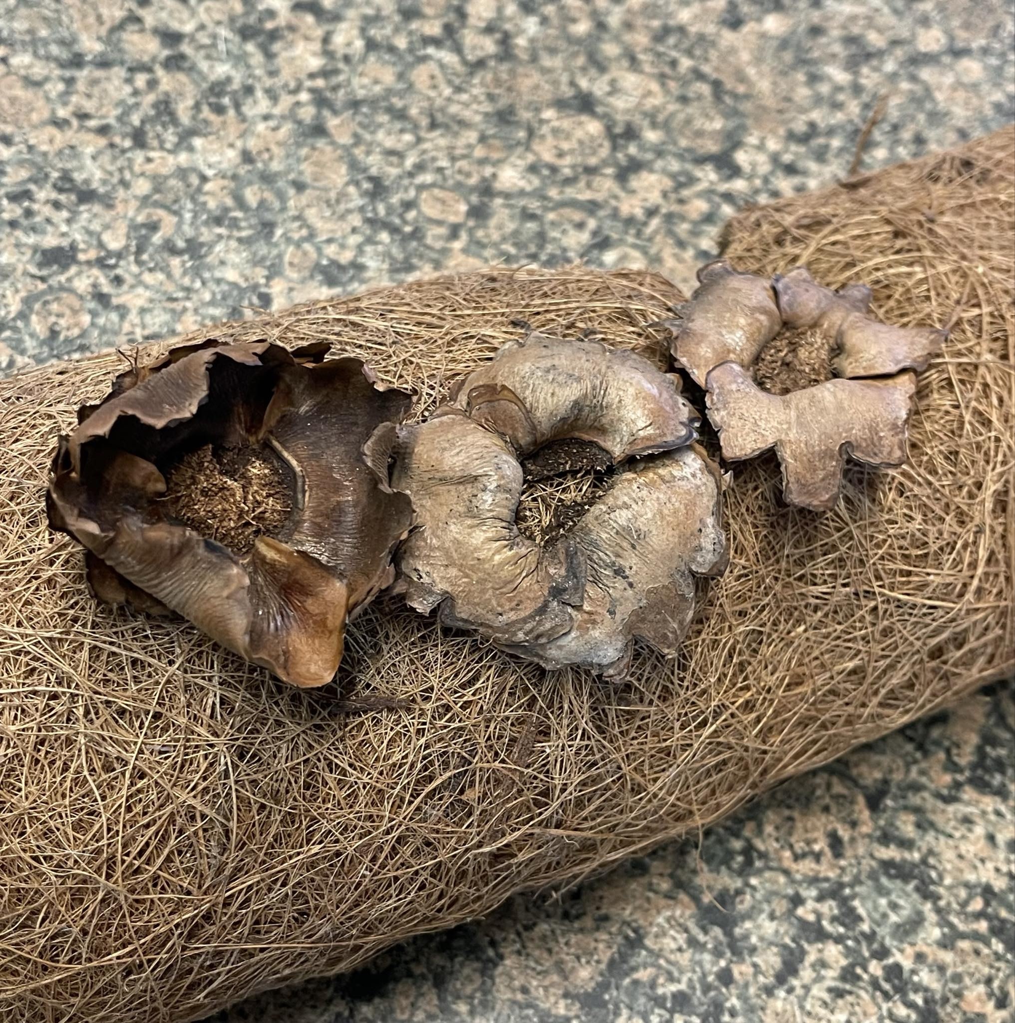 La Swamp LA SWAMP 4210 Pétales de coconuts 5