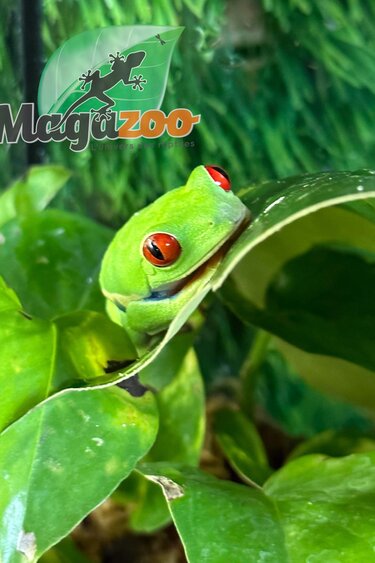 Magazoo Female Red eyes tree frog (captive born)