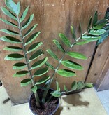 Magazoo Zamioculcas zamiifolia ''ZZ'' plant