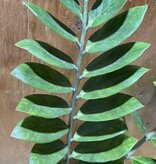 Magazoo Plante Zamioculcas zamiifolia''ZZ''