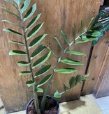 Magazoo Zamioculcas zamiifolia ''ZZ'' plant