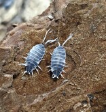 La Swamp Cloporte - Isopod P.Pruinosus Oreo Crumble 15+