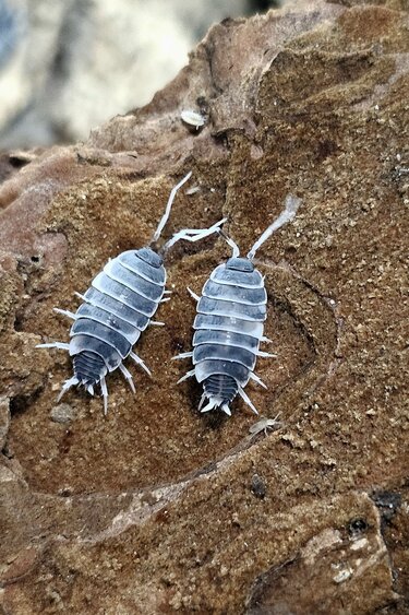 La Swamp Cloporte - Isopod ISO-PRU-OREO-15 P.Pruinosus Oreo Crumble 15+