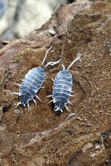 La Swamp Culture de Cloporte Isopod  P.Pruinosus Oreo Crumble 15+