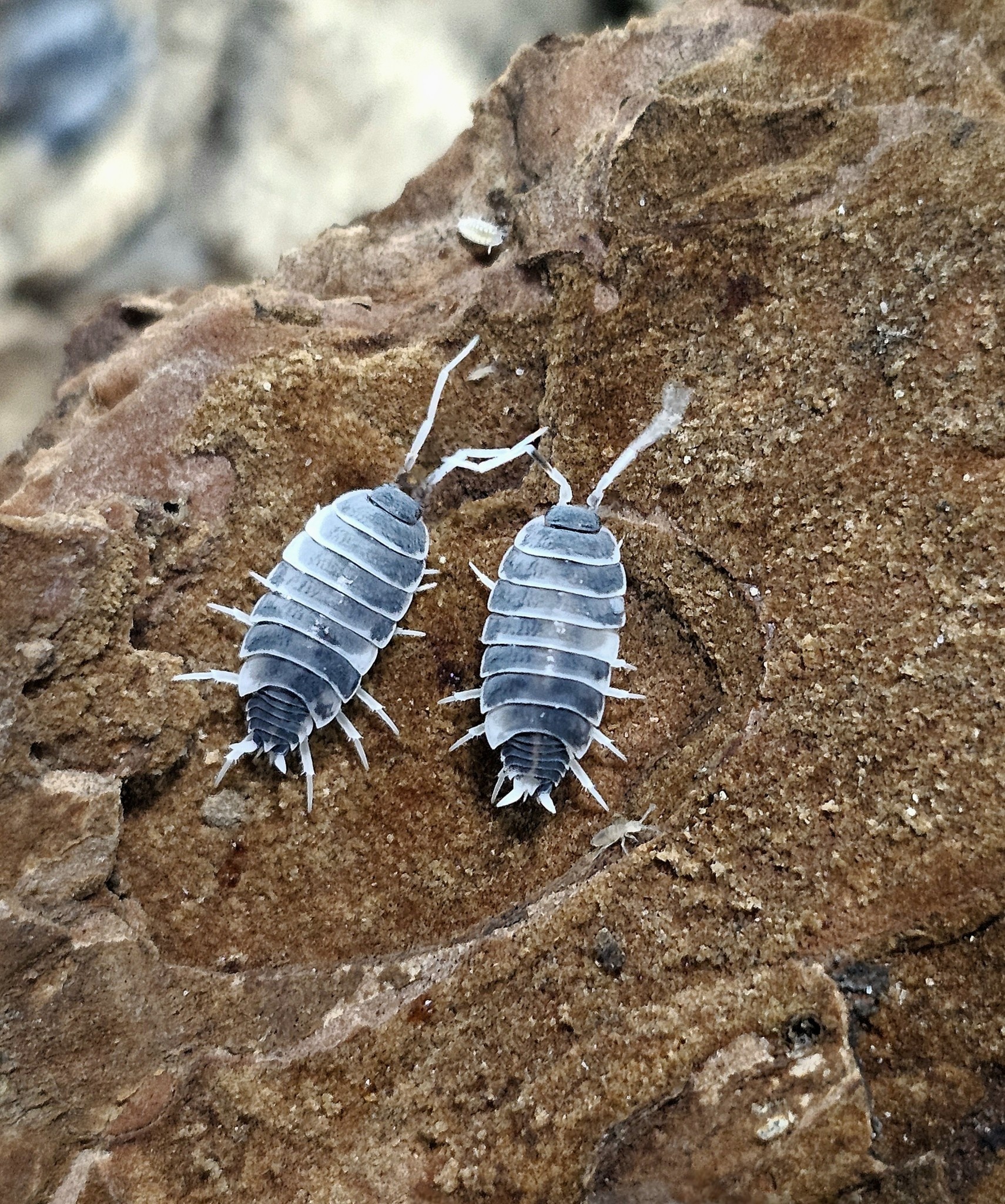 La Swamp Cloporte - Isopod P.Pruinosus Oreo Crumble 15+