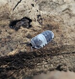 La Swamp Cloporte - Isopod ISO-CUB-PAN-12 Cubaris Panda King 10+