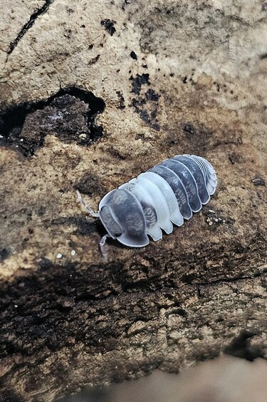 La Swamp Cloporte - Isopod ISO-CUB-PAN-12 Cubaris Panda King 10+