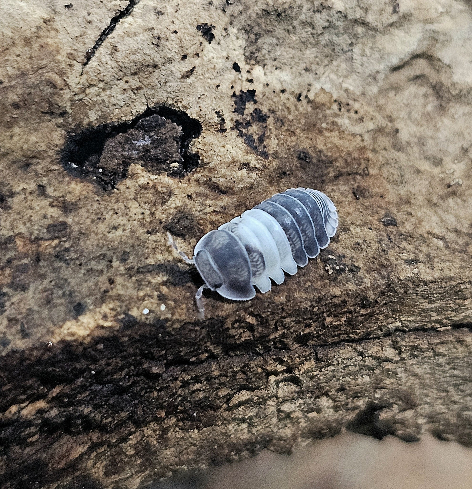 La Swamp Cloporte - Isopod ISO-CUB-PAN-12 Cubaris Panda King 10+
