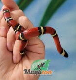 Magazoo Nelson milk snake #5