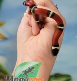 Magazoo Serpent laitier Nelson #5
