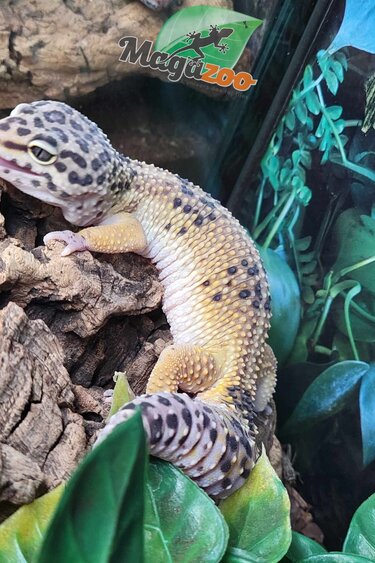 Magazoo Gecko léopard femelle 3 ans/ Adoption - 2ième chance #2