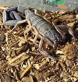 Magazoo Florida Bark scorpion /Centruroides gracilis