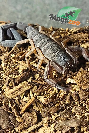 Magazoo Scorpion Bark de Floride /Centruroides gracilis