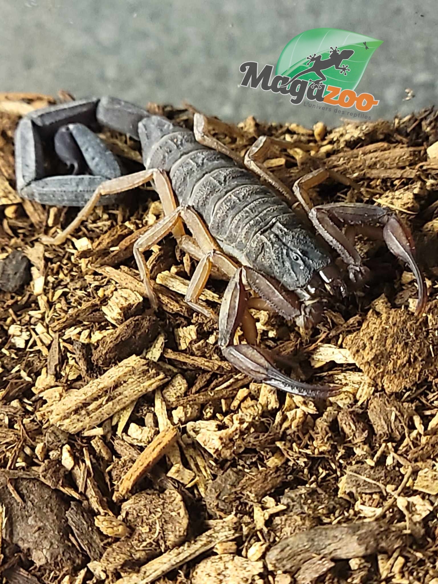 Magazoo Scorpion Bark de Floride /Centruroides gracilis