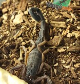 Magazoo Florida Bark scorpion /Centruroides gracilis