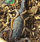 Magazoo Scorpion Bark de Floride /Centruroides gracilis