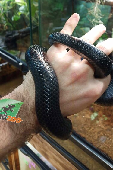 Magazoo Male Milk snake black 1.5 years old