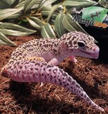 Magazoo Leopard gecko macksnow blacknight 50% male eclipse 5/24/23 #26 (SPECIAL ORDER)