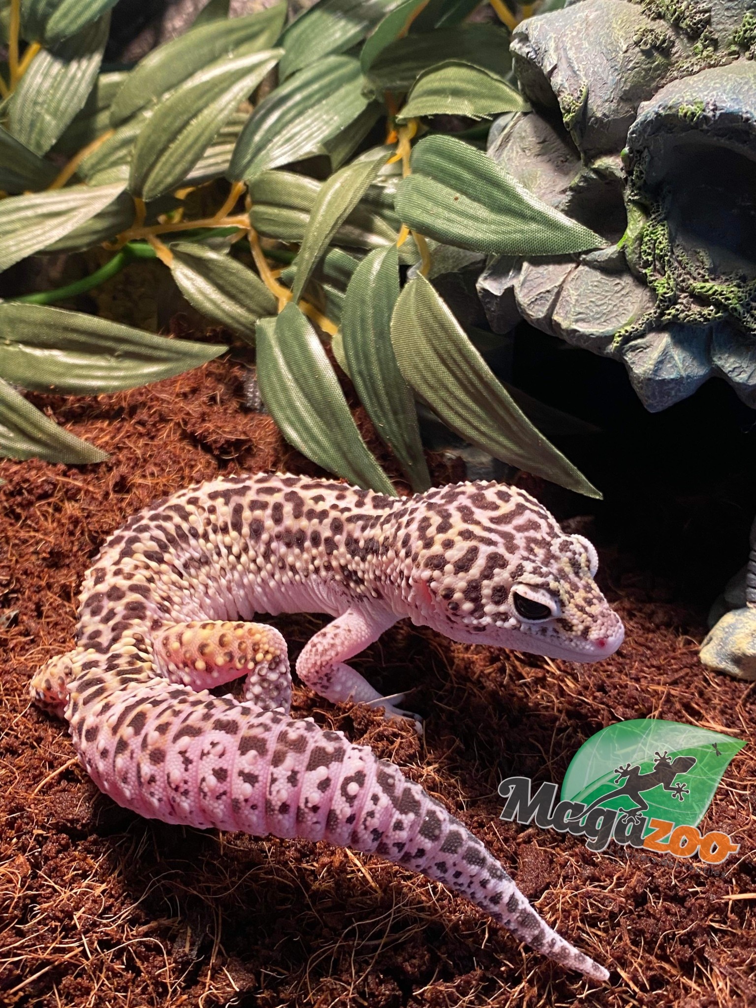 Magazoo Gecko léopard macksnow blacknight 50% éclipse mâle 24/5/23 #26  (EN COMMANDE SPÉCIALE)