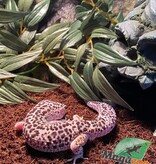 Magazoo Gecko léopard macksnow blacknight 50% éclipse mâle 24/5/23 #26  (EN COMMANDE SPÉCIALE)