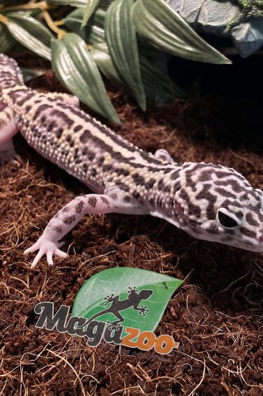 Magazoo Leopard gecko Macksnow boldstripe 50% male eclipse 6/18/23