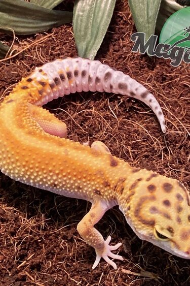 Magazoo Gecko léopard het albino tremper poss boldstripe femelle 25/6/23 #33  (EN COMMANDE SPÉCIALE)