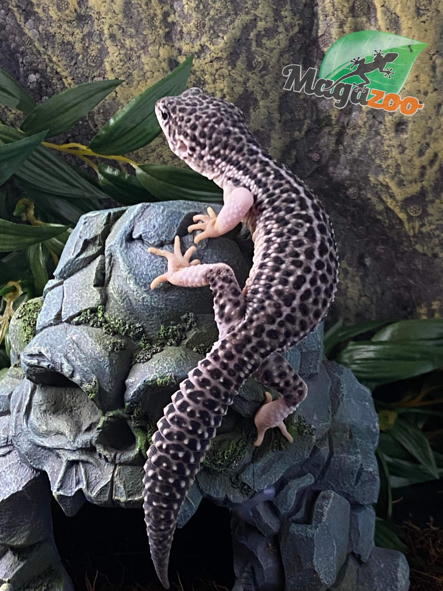 Magazoo Gecko léopard blacknight  total éclipse mâle 9/5/23  #34  (EN COMMANDE SPÉCIALE)